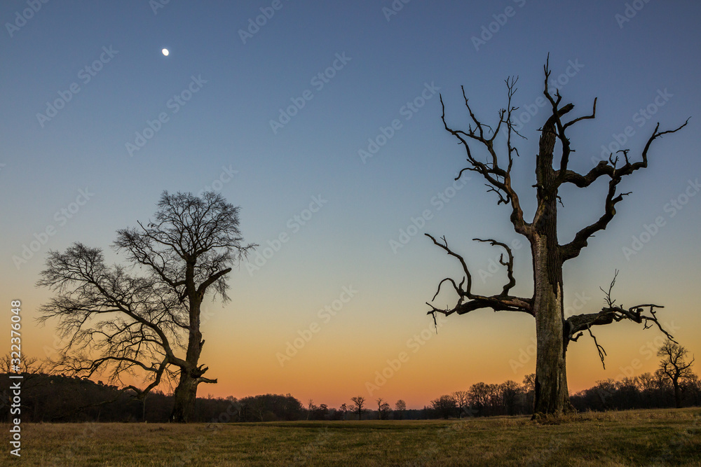 lonely tree in the field at sunset lonely tree in the field at sunset