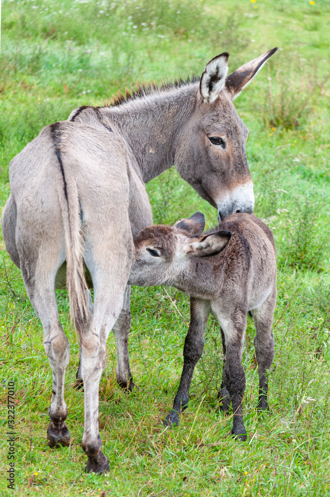 une ânesse grise allaite son petit dans un champs. a gray donkey breastfeeds its young in a field. une ânesse grise allaite son petit dans un champs. a gray donkey breastfeeds its young in a field.