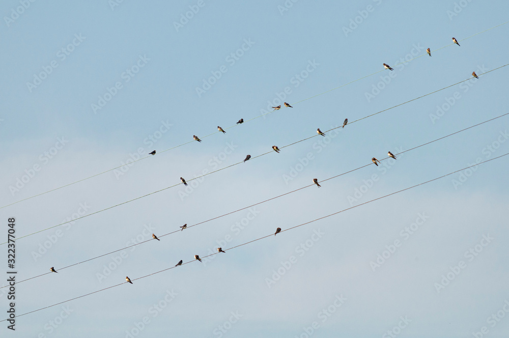 bande d'oiseaux, hirondelles, posées et alignées sur des fils electriques. flock of birds, swallows, posed and aligned on electric wires. bande d'oiseaux, hirondelles, posées et alignées sur des fils electriques. flock of birds, swallows, posed and aligned on electric wires.
