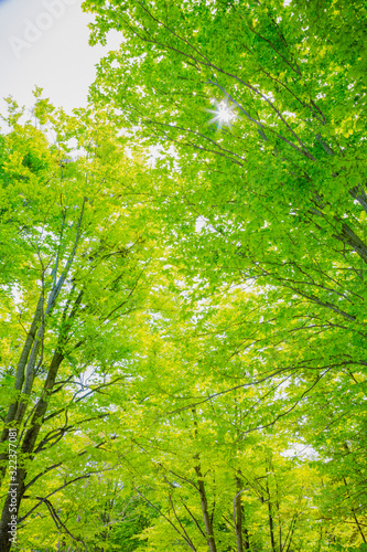 新緑のブナ林 山形県 5月