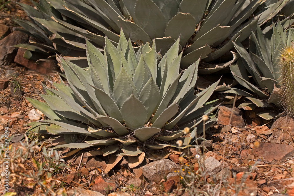 Fototapeta premium View of Huachuca Agave, Agave parryi var. huachucensis