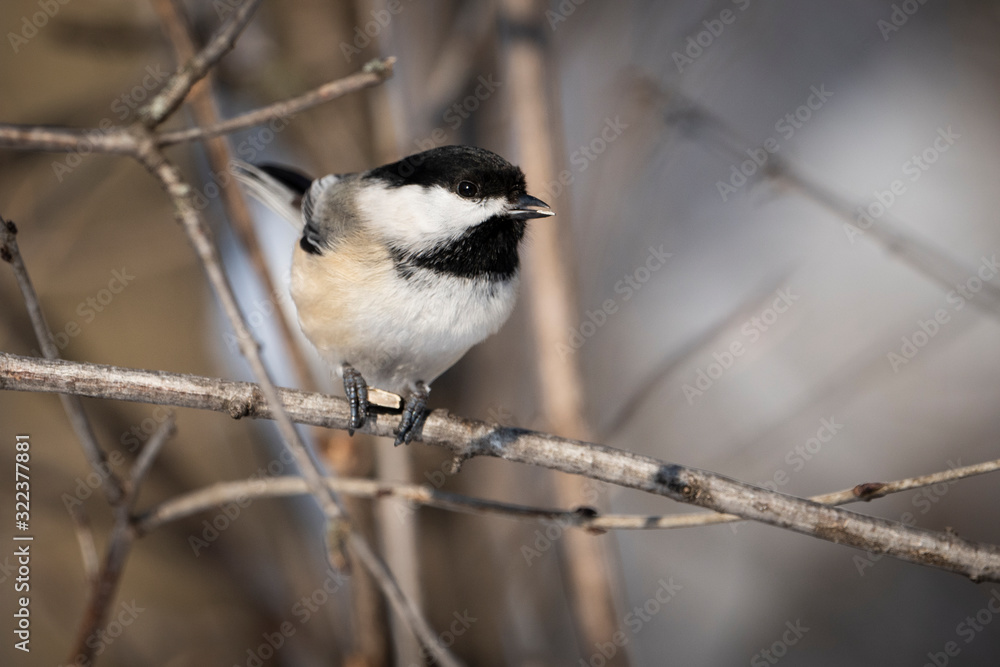Obraz premium Black-capped Chickadee perched in a tree near a bird feeder during winter.