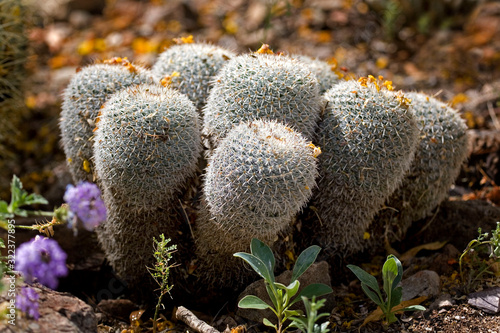 Cluster of Pincushion Cactus from Sonoran desert
