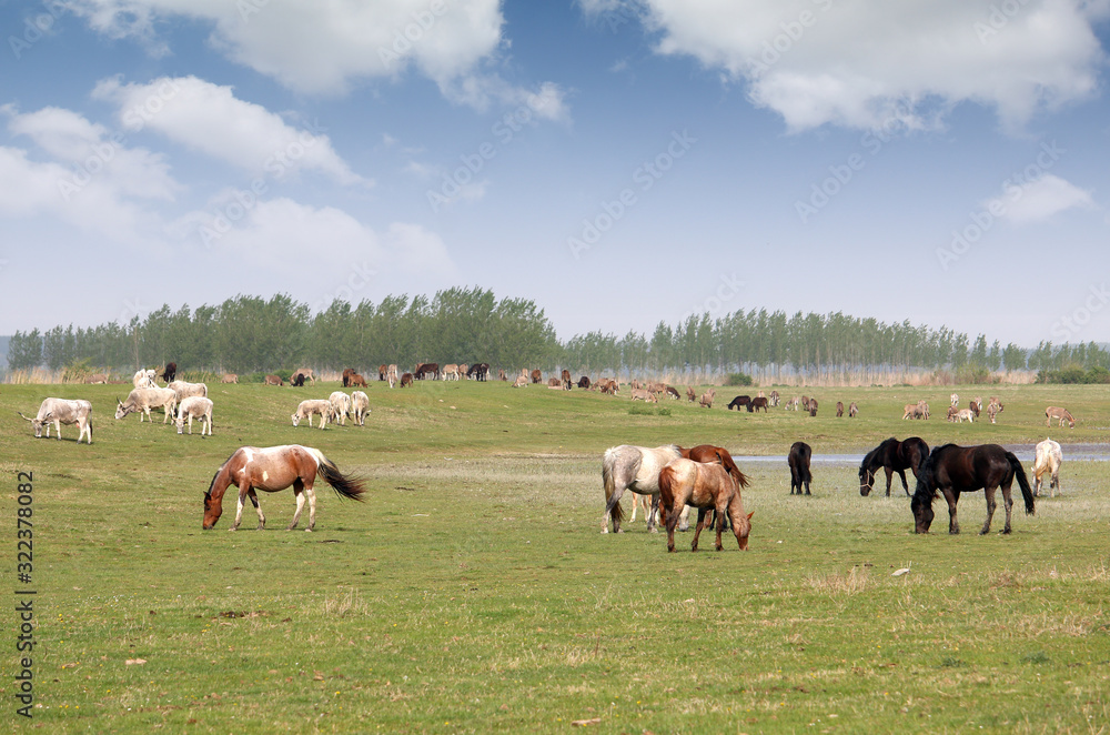herd of horses in field in spring landscape herd of horses in field in spring landscape