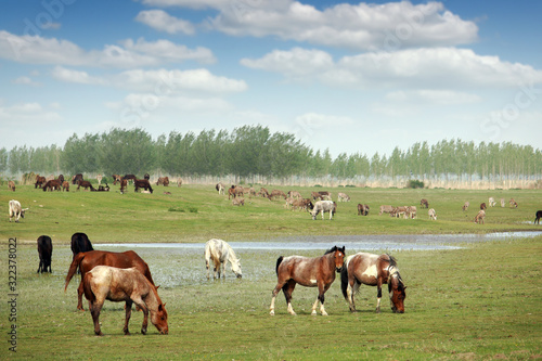 herd of horses and others farm animals in field in spring landscape