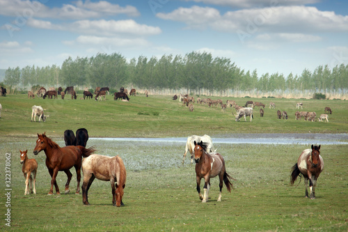 herd of horses in field in spring