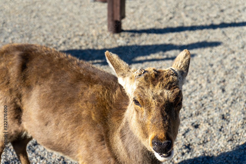 the deer in the park in NARA Japan which is UNESCO world heritage site in the even the deer in the park in NARA Japan which is UNESCO world heritage site in the even