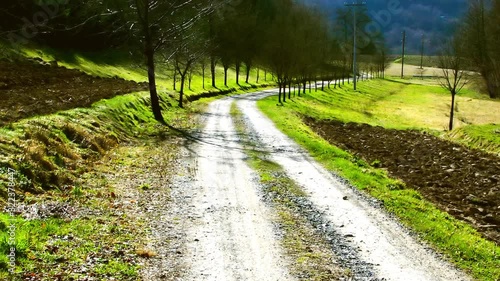 Empty country side road passing trough plums alley in sunny spring day.
