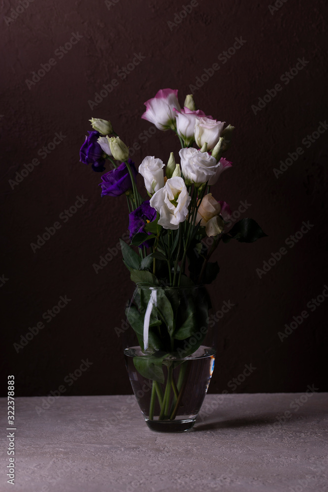 eustoma eustoma