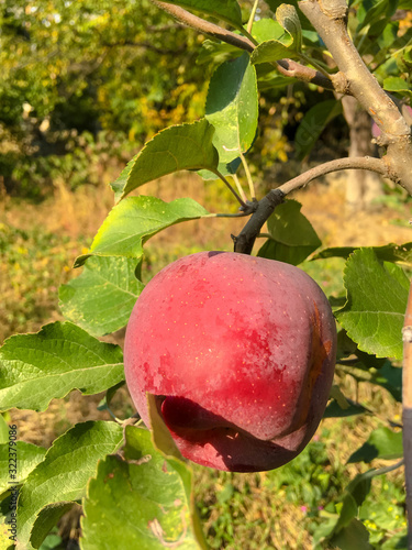 red apples on tree branches. Big apples on the trees in the middle of summer.