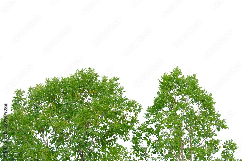 Fototapeta premium Tropical tall tree with leaves branches on white isolated background for green foliage backdrop and copy space 