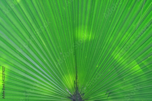 Close up tropical palm leaves with green color and sun light