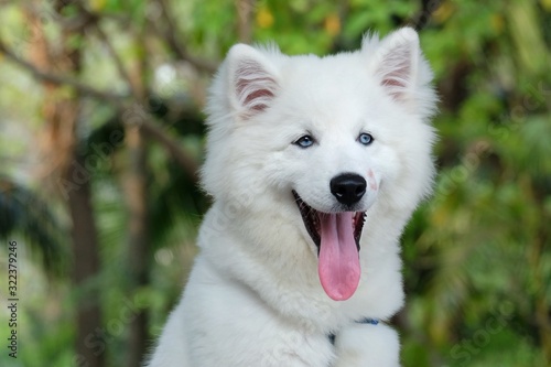A white young cute ciberian husky puppy with a tongue out and blur green nature background