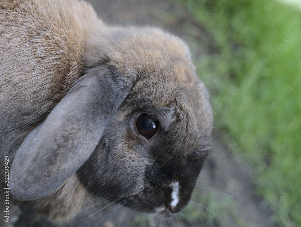 Floppy-eared bunny close-up Floppy-eared bunny close-up