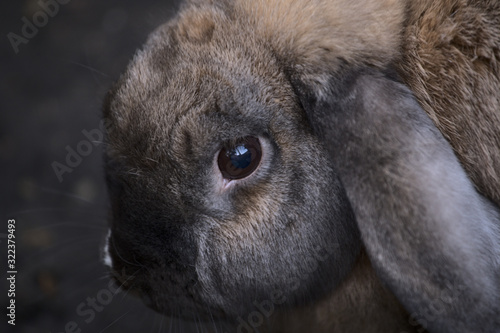 Floppy-eared bunny close-up