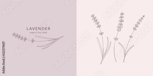 Card with Lavender. Vector sketches hand drawn illustration