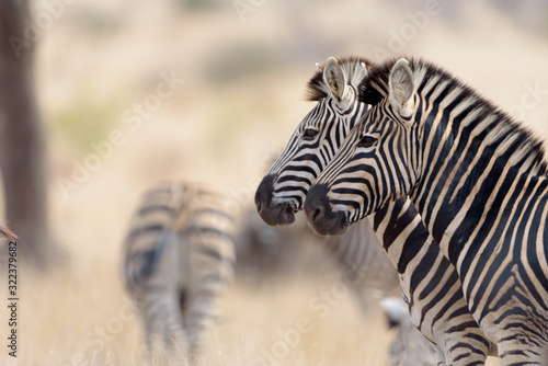 Fototapeta Naklejka Na Ścianę i Meble -  Zebra in the wilderness of Africa