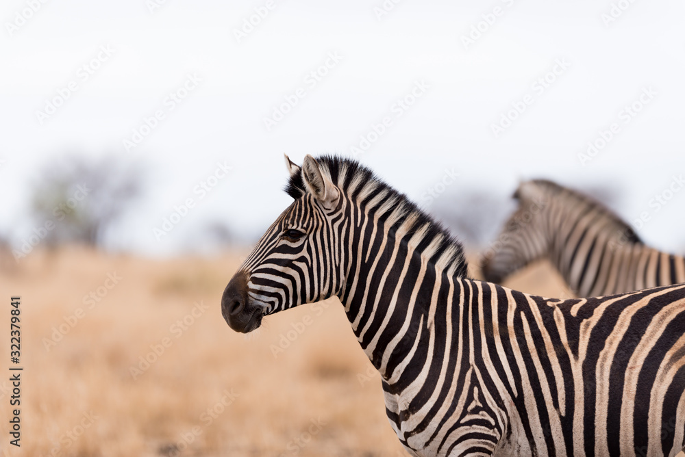 Zebra in the wilderness of Africa Zebra in the wilderness of Africa