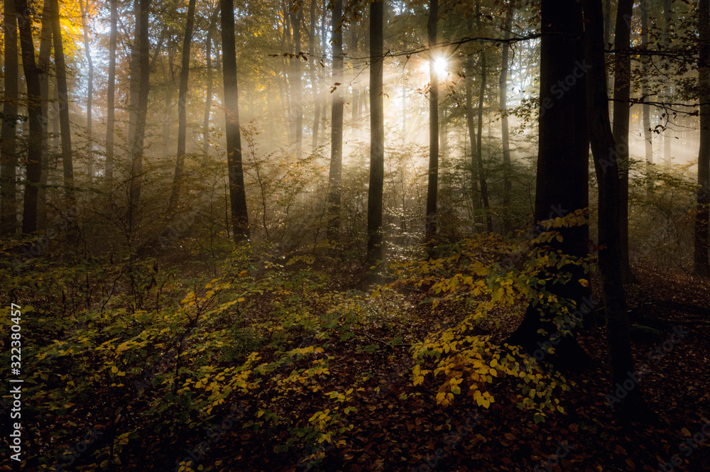 Mystisches licht im bunten Wald