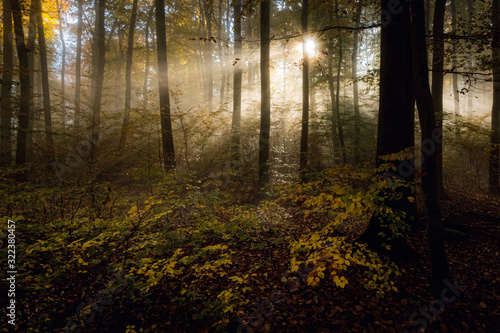 Mystisches licht im bunten Wald