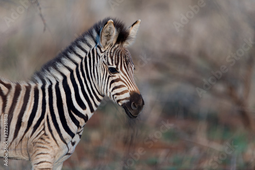 Zebra foal, baby zebra in the wilderness of Africa