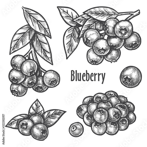 Blueberry hand drawn sketch, forest berry fruits
