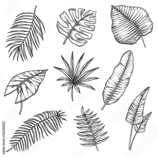 Sketch tropical leaves, jungle monstera palm leaf