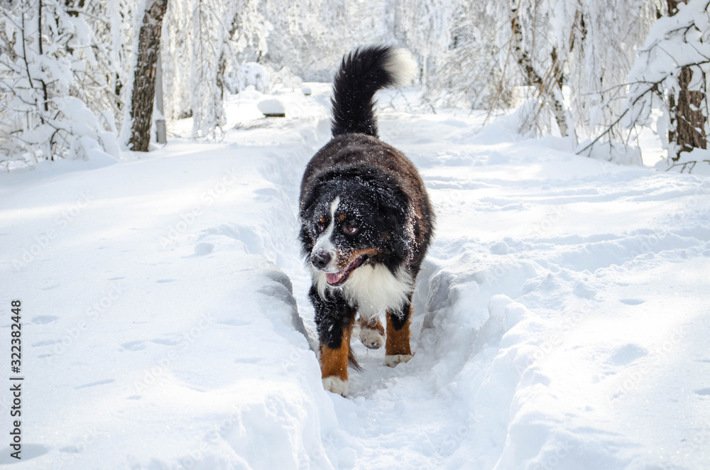 bernese mountain dog with snow on a nose on winter snowy weather. funny pet walking through the snow drifts