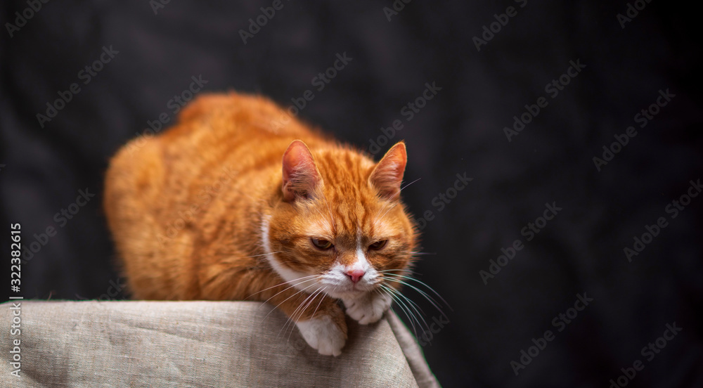 Portrait of a red-haired old cat in a photo studio. Photographed close-up. Portrait of a red-haired old cat in a photo studio. Photographed close-up.