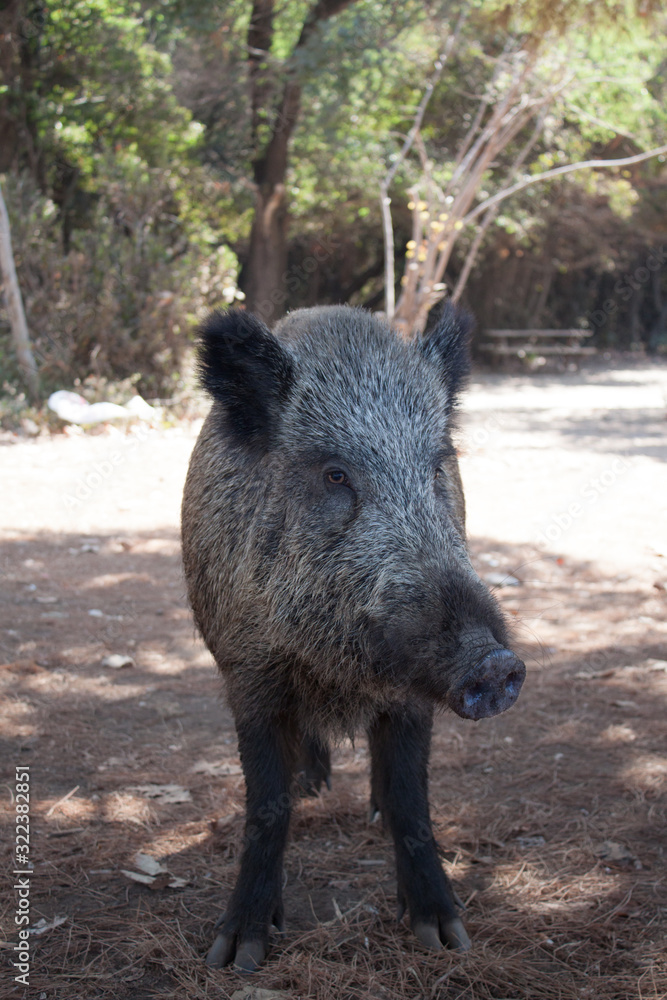 Big wild boar running between tourist in Turkey Big wild boar running between tourist in Turkey