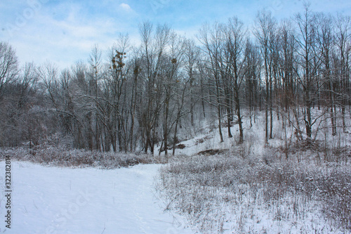 Wallpaper Mural Winter landscape of a snow-covered forest. Torontodigital.ca