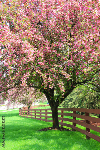 Beautiful sunny day spring nature background.  Scenic view with pink color blooming trees along wooden fence. Midwest USA, Wisconsin. Vertical composition.