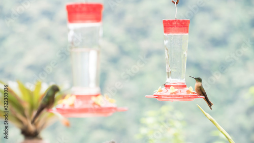 colibris alimentandose con agua en la montaña © diego