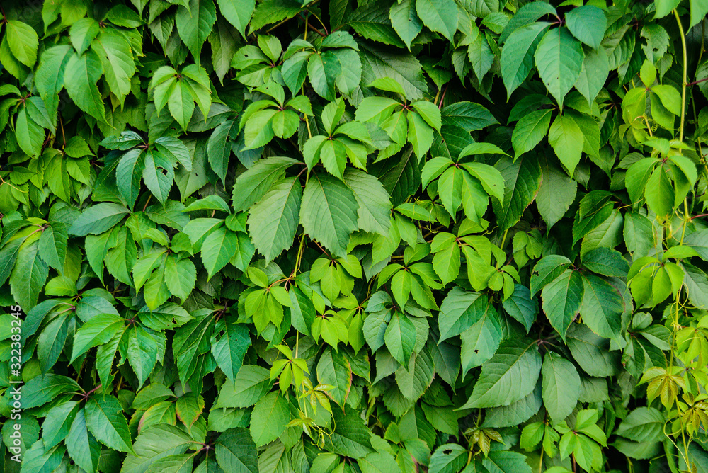 Texture of decorative girlish grape leaves Texture of decorative girlish grape leaves