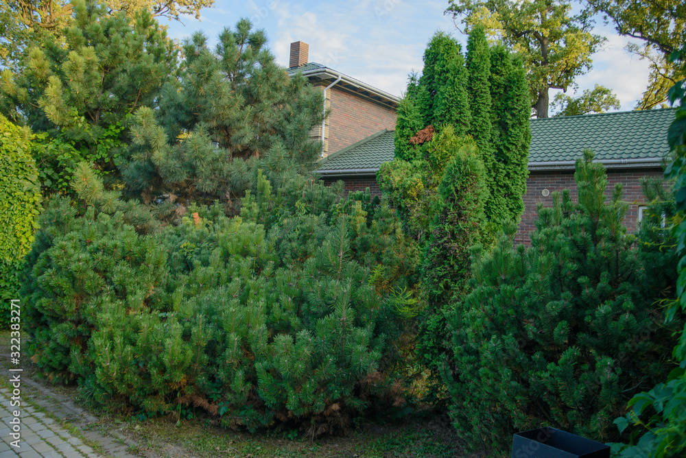 House overgrown with conifers in summer