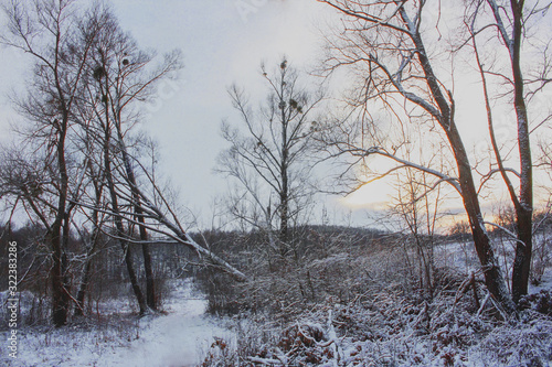 Winter landscape of a snow-covered forest.