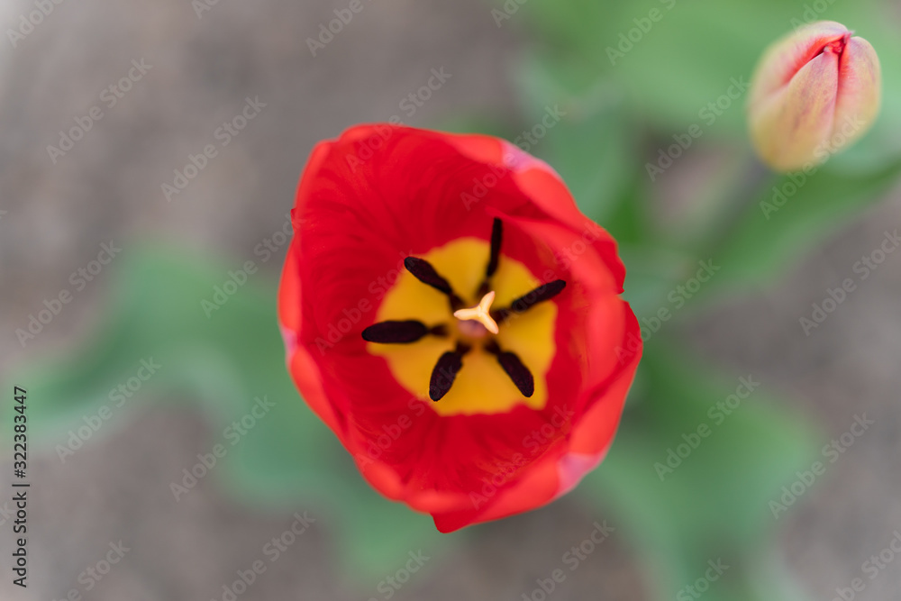 Red tulip growing in the garden. View from above Red tulip growing in the garden. View from above