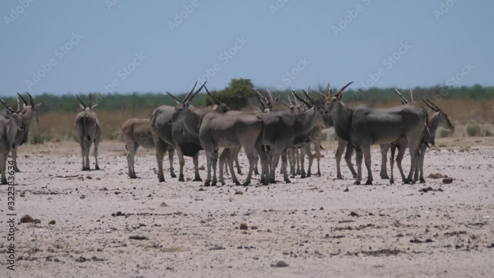 Herd of Common elands on a hot and dry savanna in Etosha National Park, Namibia Herd of Common elands on a hot and dry savanna in Etosha National Park, Namibia
