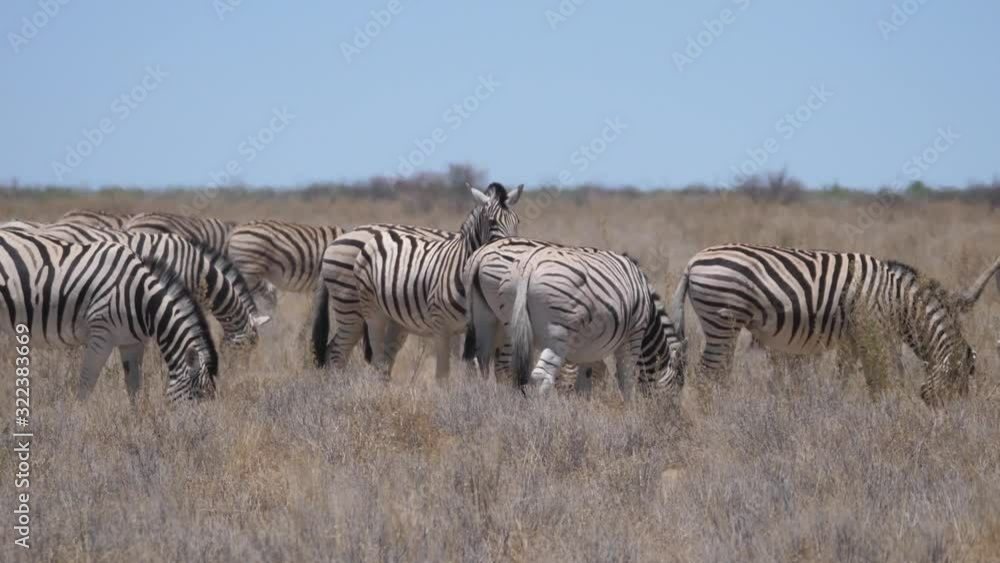 Herd of Zebras on a dry savanna in Etosha National Park, Namibia
