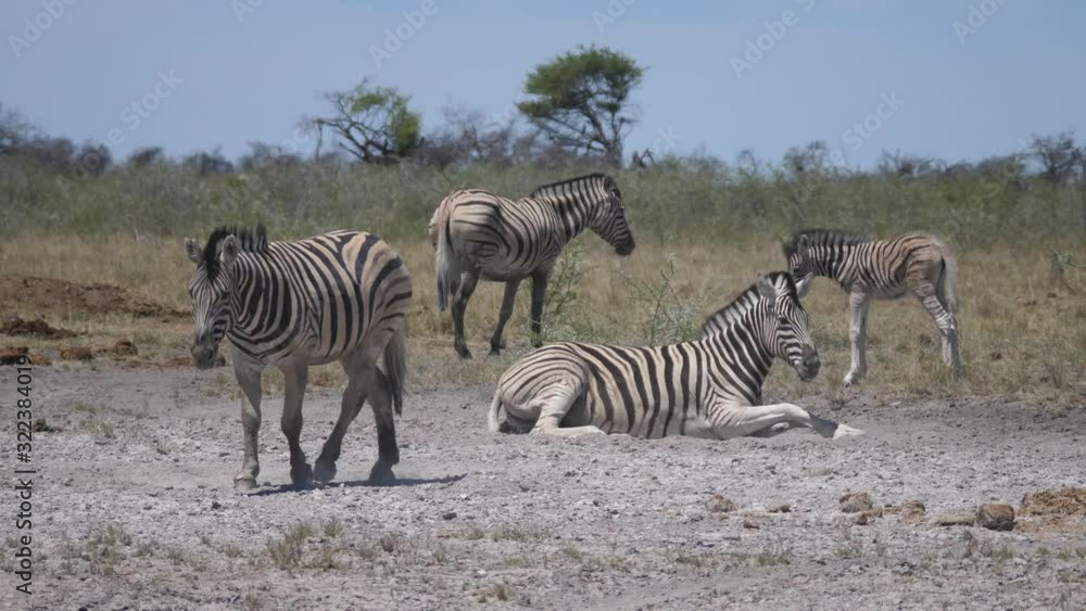 Zebra walks towards the camera on the African Savanna Zebra walks towards the camera on the African Savanna