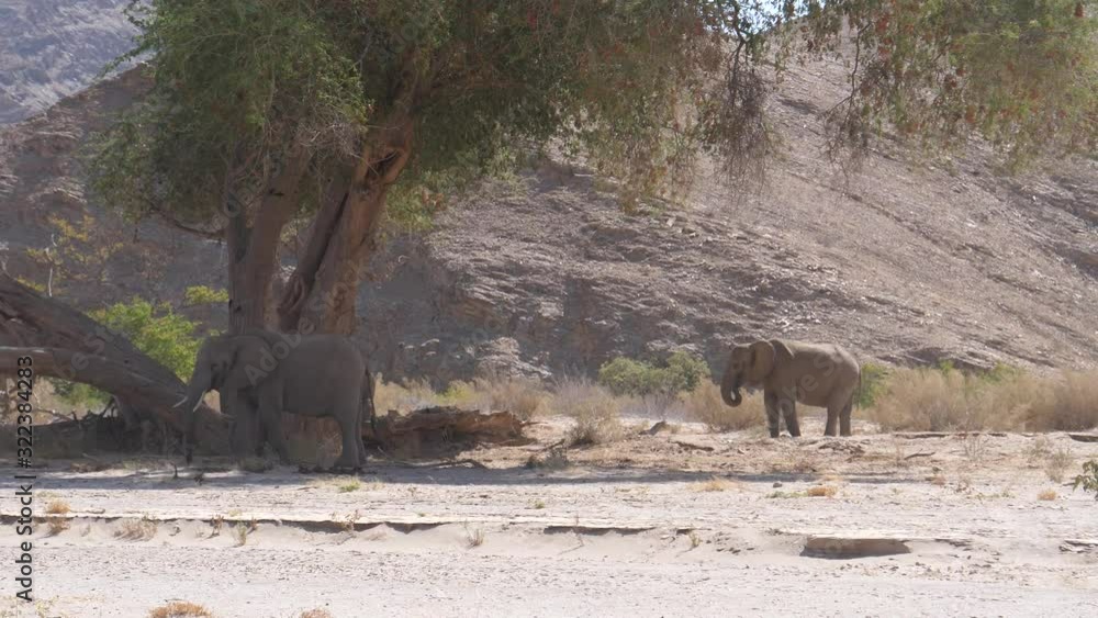 Herd of elephants grazing around a tree on the dry Hoanib Riverbed in Namibia Herd of elephants grazing around a tree on the dry Hoanib Riverbed in Namibia