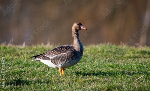 Wild goose (anser anser ) on the lake