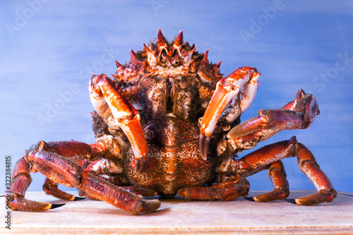 Fotografie spider crab fresh of Galicia in kitchen for cooking  , centolla , maja squinado