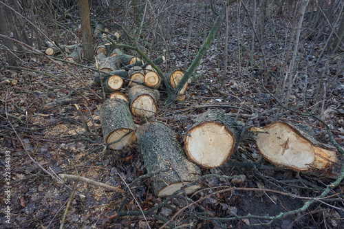 A tree cut down and cut into firewood in the autumn forest.