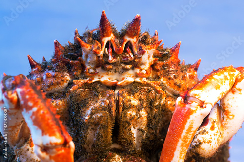Quadro su tela spider crab fresh of Galicia in kitchen for cooking  , centolla , maja squinado