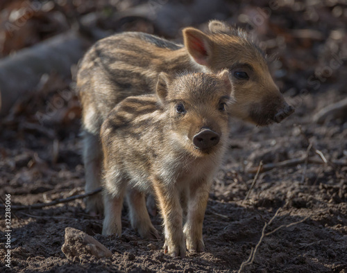 Young wild Boar in woods
