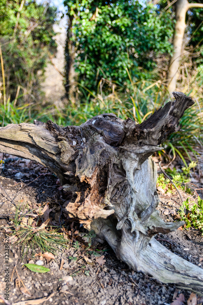 a tree trunk in the park a tree trunk in the park