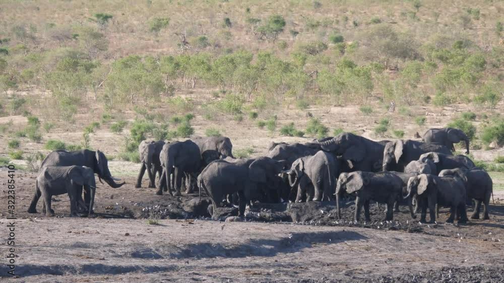Herd of African Bush elephants around an almost dry waterhole Herd of African Bush elephants around an almost dry waterhole