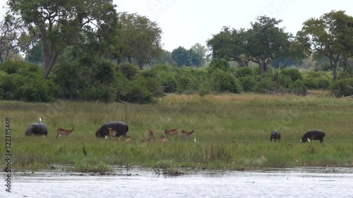 Hippos grazing next a lake surrounded with impalas at Khaudum National Park, Namibia photo