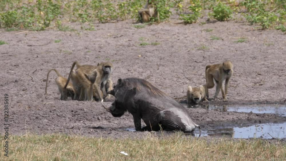 A Troop of chacma baboons and a warthog drinking from a waterhole A Troop of chacma baboons and a warthog drinking from a waterhole
